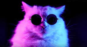 Cool Cat Animals Live Wallpaper 28342 Download Free