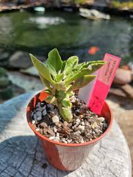 Image result for Monadenium laeve