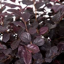 Its large tall purple blooms can add loads of color to an outdoor space. Pin On Garden