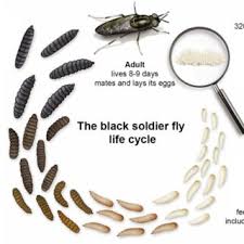 Millipedes, however, can be drawn to the moisture, dark spaces diatomaceous earth is a powder that enters cracks in an insect's carapace, causing the carapace to break and the insect to dry out and die. Pdf Processing Methods For The Black Soldier Fly Hermetia Illucens Larvae From Feed Withdrawal Periods To Killing Methods