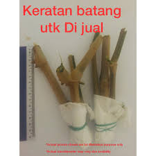 Cara mudah mengetut pokok tin pokok tin putrajaya: Limited Stock Keratan Batang Pokok Ketum Ayam Madre De Agua Protein 23 3 Shopee Malaysia