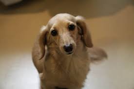 Drastic decline in their appetite or no interest in eating at all Liver Cancer In Dogs How To Recognize The Signs Canna Pet