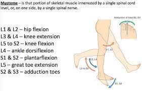 Lower Extremity Dermatomes And Myotomes Google Search