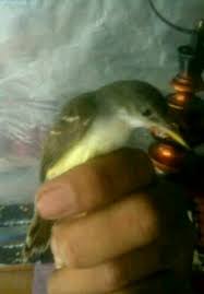 Burung ciblek merupakan burung yang populer karena burung dengan postur yang kecil memiliki suara kicauannya yang khas. Ciblek Semi Kristal Atau Cisem Pur Total Shopee Indonesia
