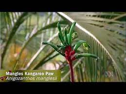 Spring Natives In Perth Mangles Kangaroo Paw Youtube