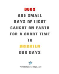 Dogs Are Small Rays Of Light Caught On Earth For A Short Time To Brighten Our Days Doglove Dog Quotes Words Quotes