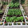 Find images of garden veggies. 1