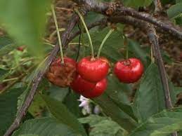 Watch for leaves that turn yellow and then brown. Pests And Diseases That Plague Cherries Diy