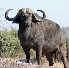 10 Most Dangerous Animals In The World Animals Dangerousanimals Nature Deadly Animals African Buffalo African Animals