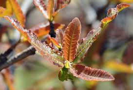 Image result for Pappea capensis