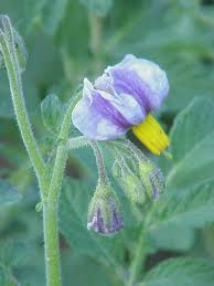 Image result for Solanum litoraneum
