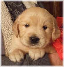 Calm and peaceful dog that is very obedient. Golden Retriever Puppies In Ga Petsidi