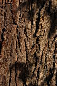 Image result for Pycreus cuanzensis