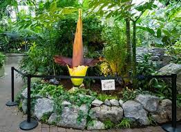 In this list we will take a look at so. Is The Merriwick Flower Real Amorphophallus Titanium Corpse Plant The Largest Flower In The World Only Blooms Every 40 Years Owlcation Education This Is Good Witch Merriwick Flower Animation By