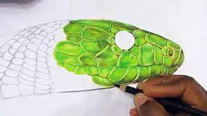 We did not find results for: How To Draw A Realistic Snake Time Lapse Video Dailymotion