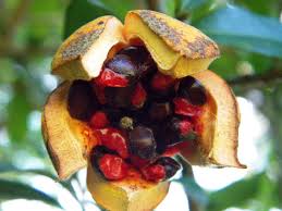 Image result for Xylotheca tettensis