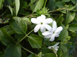 Image result for Jasminum meyeri-johannis