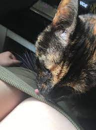 Cat licking boobs