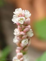 Image result for Persicaria senegalensis