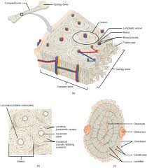 Compact bone forms the surface of all bones. Animal Bones Chromoscience