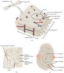 If you look at the cross section of a long bone under a microscope, the rings of bone immediately internal to the periosteum of the bone are called. Bone Derived Copy Of Biology Mixed Majors Part Ii Openstax Cnx