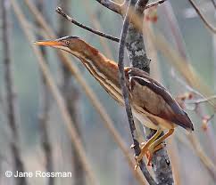 Least Bittern