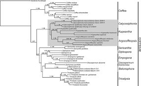 Image result for Tricalysia sp. E
