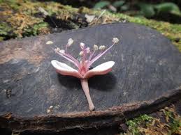 Image result for Julbernardia