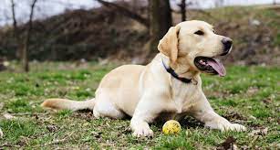 Short brown hair with white chest patch ♥ age of pet: Why Is The Pitbull Lab Mix Aka Labrabull Such A Great Dog Animalso