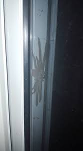 How are spiders able to get into your home? Huge Huntsman Spider Pictured Trying To Sneak Into A House In Australia Daily Mail Online