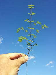 Image result for Euphorbia prostrata