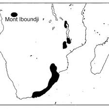 Image result for Ancistrorhynchus ovatus