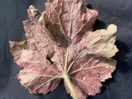Symptoms first appear as depressed brown spots on the topside of the leaf. Heuchera Leaves Riddled With Holes 649226 Ask Extension