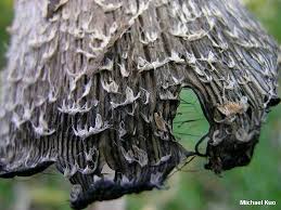 Welcome to mushroom world, your resource for mushroom information. Coprinoid Mushrooms The Inky Caps Mushroomexpert Com