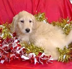 They will still offer you all of the love and affection of a. Litter Of 5 Golden Retriever Puppies For Sale In Conowingo Md Adn 72055 On Puppyfinder Com Gender M Golden Retriever Golden Retriever Litter Retriever Puppy