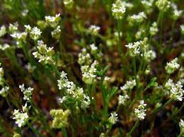 Trachymene Pilosa Plants Wild Parsnip Vegetation