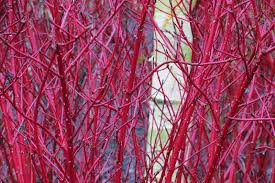 Check spelling or type a new query. Cornus Alba Sibirica Tatarian Dogwood