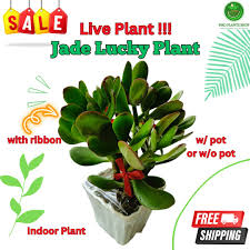 Image result for Pandiaka