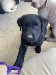 You know questioning gives you a quick understanding of any topic. Aggie Labs