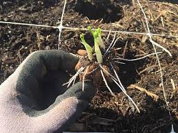 You don't need to water your ranunculus when it's dormant during fall. Pin On Deck