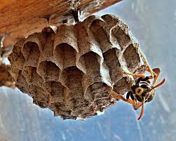 Welcome to the fort smith home depot. Free Image On Pixabay Vosika French Nests Insect Macro Wasp Nest Removal Wasp Nest Wasp