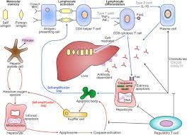 How do you get bad blood? Autoimmune Hepatitis Sciencedirect