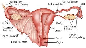 Image result for uterus