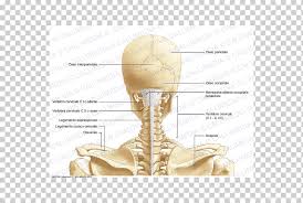Surface anatomy and surface markings bibliographic record list of illustrations the external jugular vein varies in size, bearing an inverse proportion to the other veins of the neck, it is. Head And Neck Anatomy Cervical Vertebrae Bone Cervical Vertebra Atlas Human Head Anatomy Png Klipartz
