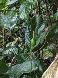 Image result for Sarcophrynium brachystachyum