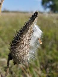 Collecting Milkweed Seeds 101 Save Our Monarchs Milkweed Seeds Milkweed Milkweed Plant