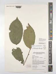 Image result for Celtis zenkeri