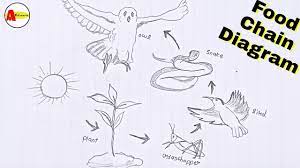 See full list on wikihow.com How To Draw Food Chain Diagram Step By Step Food Chain Diagram Youtube