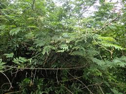 Image result for Acacia schweinfurthii