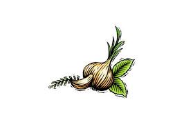 Garlic Herb Scratchboard Illustration Stock Art Scratchboard